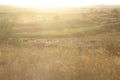 Running herd of horses. Steppe landscape with horses. Dust on road from running horses. Horses and foals are running to farm.