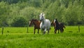 Running horses and foals in a meadow