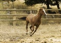 Running horse