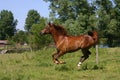 Running horse