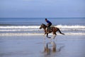 Running horse on the beach