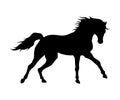 Running horse black silhouette. Vector high quality illustration.