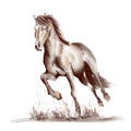 Running horse black and white watercolor style on white background Royalty Free Stock Photo