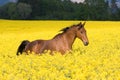 Running horse in colza field Royalty Free Stock Photo