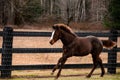 Running Horse in field