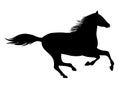 Running horse .Horse silhouette. Royalty Free Stock Photo