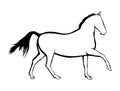 Outline free running horse ~ Royalty Free Stock Photo