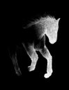 Running horse. Painted with white crayons on black paper. Hand-drawn. Close up. Isolated on black background. Royalty Free Stock Photo