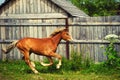 Running horse in the pasture near the house Royalty Free Stock Photo