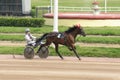 Running horse with rider on racecourse