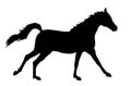 Running horse silhouette ~ Royalty Free Stock Photo