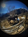 Running horse, snow, mountain, luminescence and sunlight