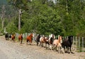 Running Horses Royalty Free Stock Photo