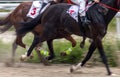 Running Horses close up. Royalty Free Stock Photo