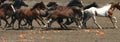 Running horses and fire circles Royalty Free Stock Photo