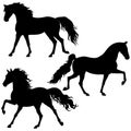 Running horses isolated