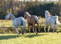 Running Horses, Ontario, Canada, 2015 Royalty Free Stock Photo