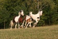 Running horses in a pasture - Irish cob Royalty Free Stock Photo