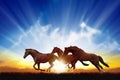 Running horses Royalty Free Stock Photo