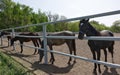Running horses stand in a row behind a fence Royalty Free Stock Photo