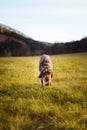 Running hunting dog across a field near a forest looking for the right scent trail. Cesky fousek, Barbu tcheque in search of game