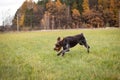 running hunting dog across a field near a forest looking for the right scent trail. Cesky fousek Barbu tcheque in search of game