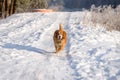 Running Hunting dog in winter forest. Dog on a winter hunt. A hunting dog runs through a snowy park in cold weather