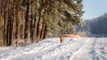 Running Hunting dog in winter forest. Dog on a winter hunt. A hunting dog runs through a snowy park in cold weather
