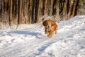 Running Hunting dog in winter forest. Dog on a winter hunt. A hunting dog runs through a snowy park in cold weather