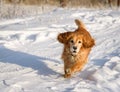 Running Hunting dog in winter forest. Dog on a winter hunt. A hunting dog runs through a snowy park in cold weather
