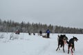 Running husky dog sledge in Finnish Lapland capital Rovaniemi