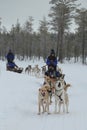 Running husky dog sledge in Finnish Lapland capital Rovaniemi