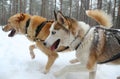 Running husky dog sledge