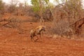 Running Hyena at Kruger National Park