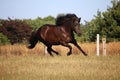 Running icelandic horse on the paddock Royalty Free Stock Photo