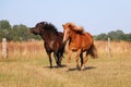 Running icelandic horses on the paddock Royalty Free Stock Photo