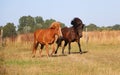 Running icelandic horses on the paddock Royalty Free Stock Photo