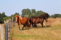 Running icelandic horses on the paddock Royalty Free Stock Photo