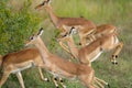 Running impalas