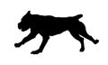 Running italian mastiff puppy. Black dog silhouette. Cane corso italiano or italian corso dog. Pet animals. Isolated on