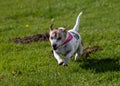 Running Jack Russell Terrier with a red collar on greenfield in a park