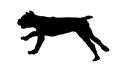 Running and jumping cane corso puppy. Black dog silhouette. Pet animals. Isolated on a white background