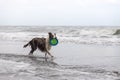 Running and jumping dog playing fetch with a toy in the ocean