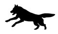 Running and jumping siberian husky puppy. Black dog silhouette. Pet animals. Isolated on a white background Royalty Free Stock Photo