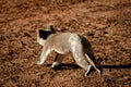 Running koala on dry ground Royalty Free Stock Photo