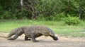 Running Komodo dragon. Varanus komodoensis. Dragon running on sand. Royalty Free Stock Photo