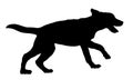 Running labrador retriever puppy. Black dog silhouette. Pet animals. Isolated on a white background. Royalty Free Stock Photo