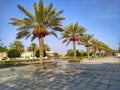 Date palms at Seeb beach park, Muscat, Oman