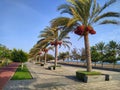 Date palms at Seeb beach park, Muscat, Oman