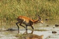 Running lechwe